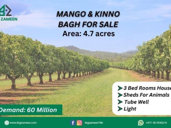 Explore the Bounty Mango and Kachnar Gardens for Sale, Just a 15-Minute Drive from Multan City