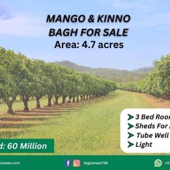 Explore the Bounty Mango and Kachnar Gardens for Sale, Just a 15-Minute Drive from Multan City